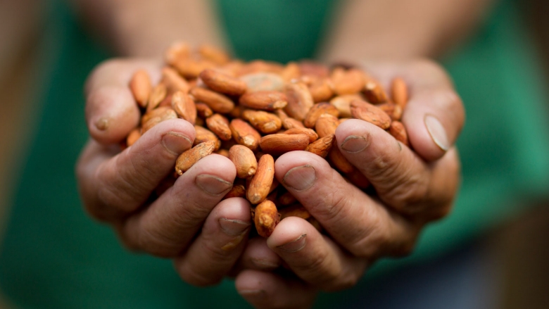 Muestras de cacao