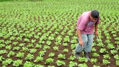 Al producir alimentos, ¿nos estamos comiendo el planeta?