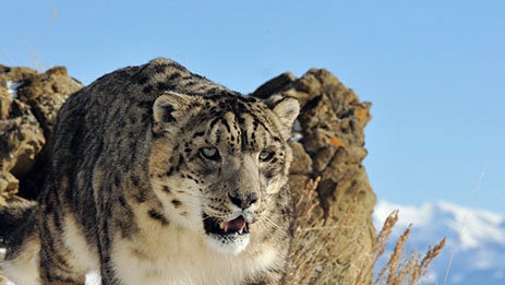 Defensa de los leopardos de las nieves en Mongolia