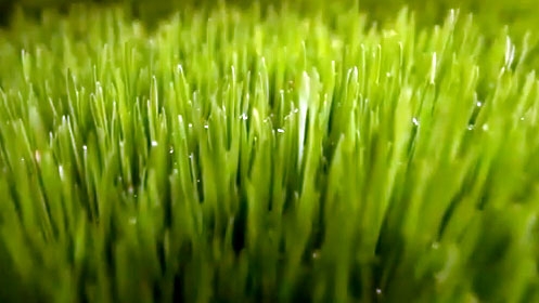 Agricultura hidropónica: Cómo cultivar plantas sin suelo en África