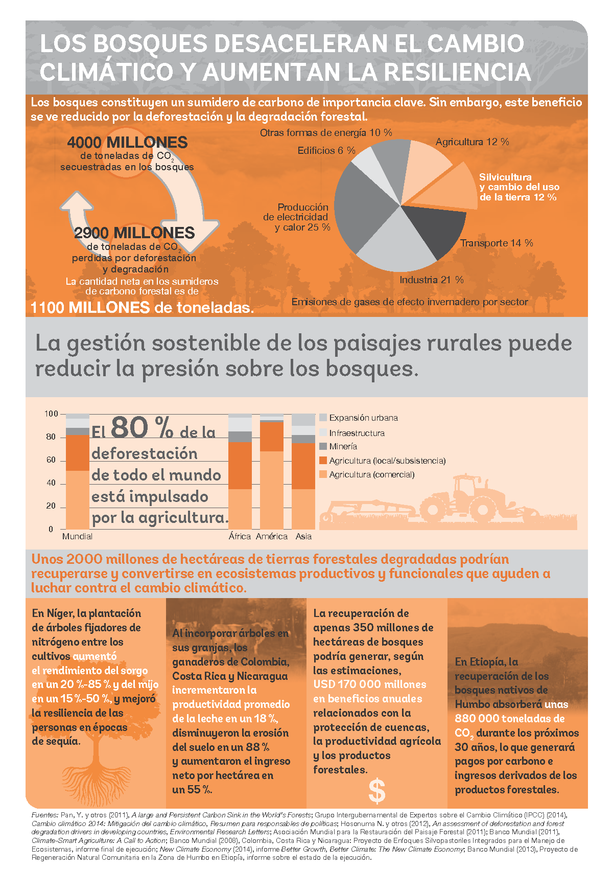 Infografia: Los bosques desaceleran el cambio climático y aumentan la resiliencia