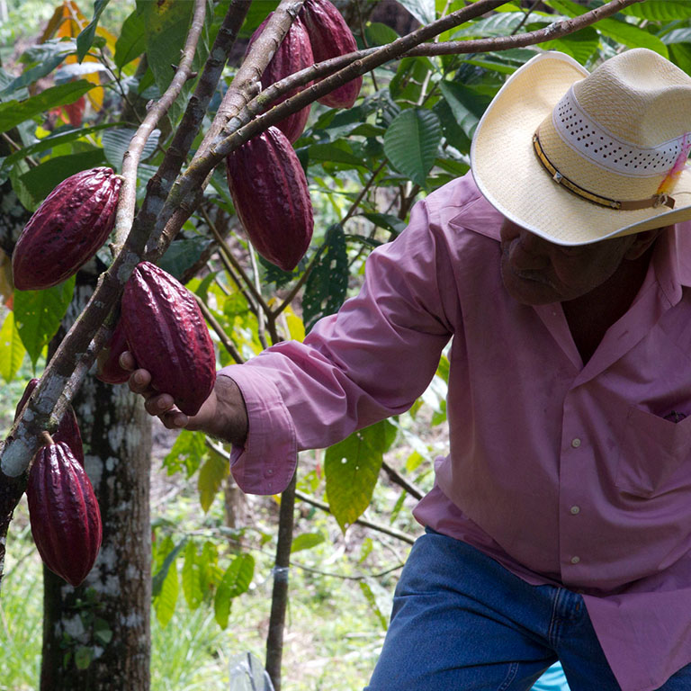 Agricultor en Honduras inspecciona una planta de cacao