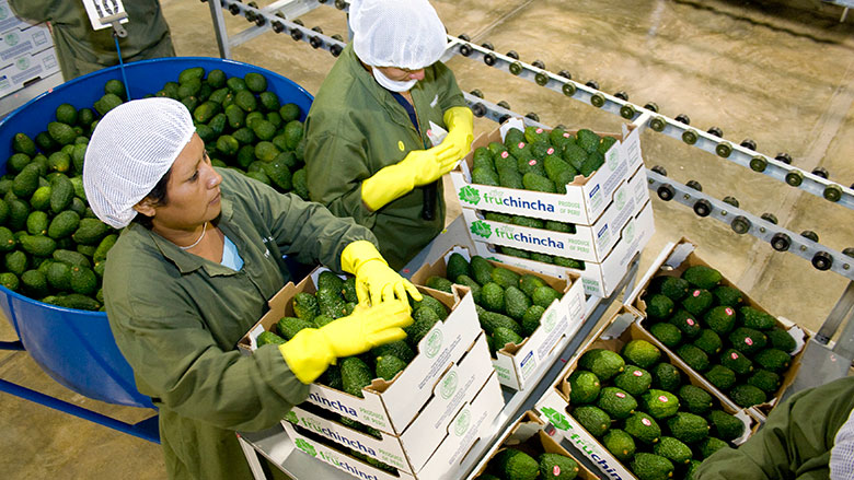 Peru will receive $500 million from the World Bank to strengthen the foundations of the country’s green and resilient economy