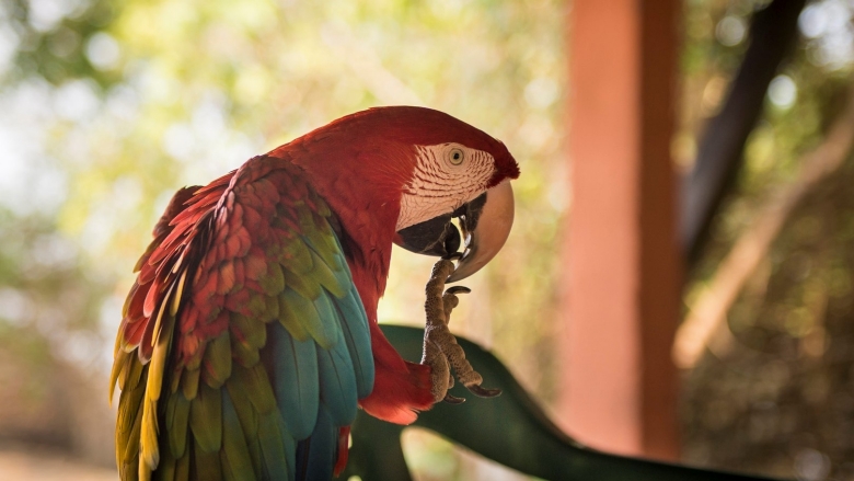 Retrato de una guacamaya