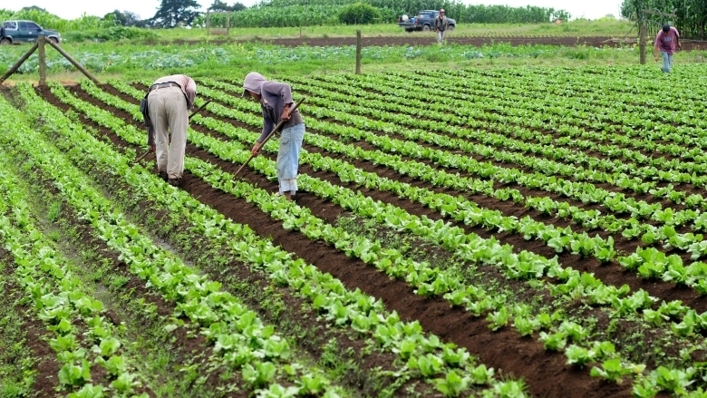 Cuál es el futuro de la agricultura en un mundo pospandemia?