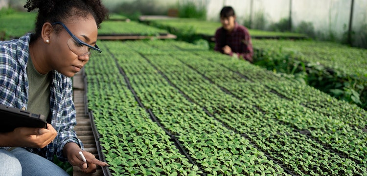 AgriConnect: Pequeños agricultores, empresas y financiamiento