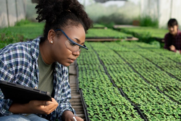 AgriConnect: Pequeños agricultores, empresas y financiamiento para la creación de empleo