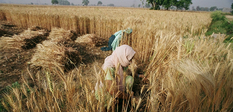 Nuevas perspectivas de los mercados de productos básicos